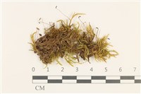 細枝青蘚藏品圖，第1張