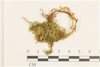 登錄號:B00009571藏品圖，第1張