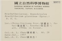 石地青蘚藏品圖，第2張