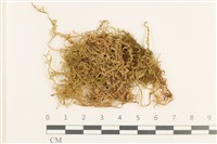 石地青蘚藏品圖，第1張