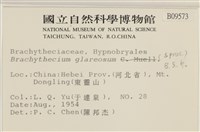 石地青蘚藏品圖，第2張