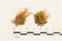 石地青蘚藏品圖，第1張