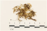 登錄號:B00009574藏品圖，第1張