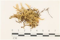 登錄號:B00009575藏品圖，第1張