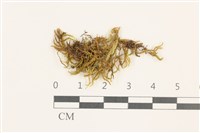 登錄號:B00009583藏品圖，第1張