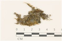 登錄號:B00009587藏品圖，第1張