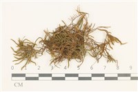 登錄號:B00009589藏品圖，第1張