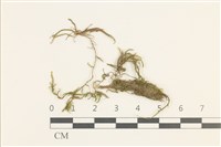 登錄號:B00009590藏品圖，第1張