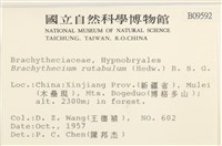 卵葉青蘚藏品圖，第2張