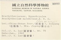 褶葉青蘚藏品圖，第2張