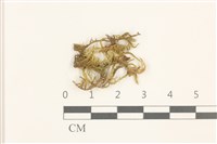 褶葉青蘚藏品圖，第1張