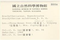 褶葉青蘚藏品圖，第2張