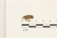 褶葉青蘚藏品圖，第1張