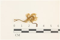 登錄號:B00009595藏品圖，第1張