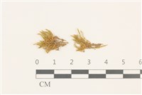 登錄號:B00009597藏品圖，第1張