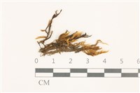 登錄號:B00009598藏品圖，第1張