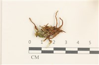 大熱澤蘚藏品圖，第1張