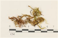 登錄號:B00009606藏品圖，第1張