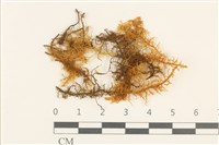 毛羽蘚藏品圖，第1張