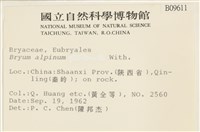 高山真蘚藏品圖，第2張