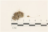 高山真蘚藏品圖，第1張