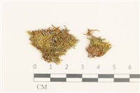 登錄號:B00009613藏品圖，第1張