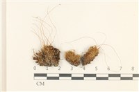 登錄號:B00009615藏品圖，第1張