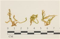 濕原蘚藏品圖，第1張