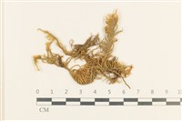 登錄號:B00009622藏品圖，第1張