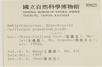 大葉濕原蘚藏品圖，第2張