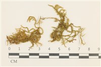 大葉濕原蘚藏品圖，第1張