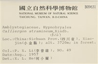 草黃濕原蘚藏品圖，第2張