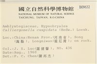 大濕原蘚藏品圖，第2張