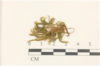 大濕原蘚藏品圖，第1張