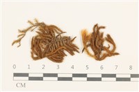 登錄號:B00009635藏品圖，第1張