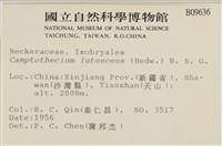 斜蒴蘚, 黃斜蒴蘚藏品圖，第2張