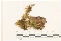 斜蒴蘚, 黃斜蒴蘚藏品圖，第1張