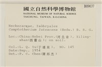 斜蒴蘚, 黃斜蒴蘚藏品圖，第2張