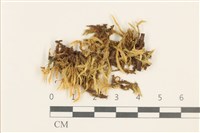 斜蒴蘚, 黃斜蒴蘚藏品圖，第1張