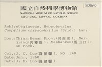 黃葉細濕蘚藏品圖，第2張