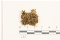 黃葉細濕蘚藏品圖，第1張