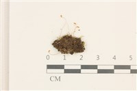 登錄號:B00009641藏品圖，第1張