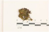 登錄號:B00009642藏品圖，第1張