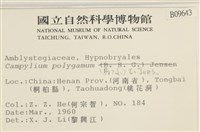 長肋細濕蘚藏品圖，第2張