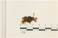 登錄號:B00009645藏品圖，第1張