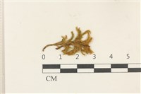 登錄號:B00009655藏品圖，第1張