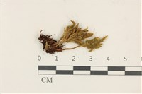 登錄號:B00009656藏品圖，第1張