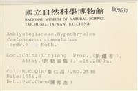 長葉牛角蘚藏品圖，第2張