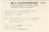 長葉牛角蘚藏品圖，第2張