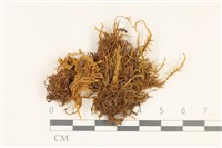 長葉牛角蘚藏品圖，第1張